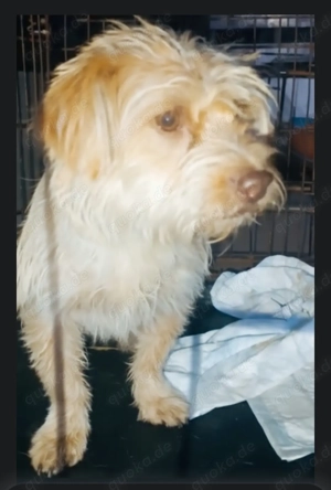 Sasha - kleiner Wuschel sucht ein Zuhause für immer Bild 9