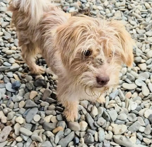 Sasha - kleiner Wuschel sucht ein Zuhause für immer