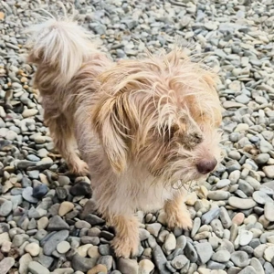 Sasha - kleiner Wuschel sucht ein Zuhause für immer Bild 2