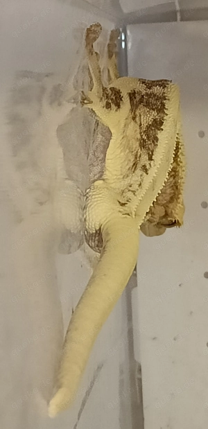 Kronengecko high end  Lily white 1.0 Bild 6