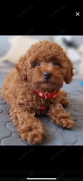 Toypudel Welpen Stammbaum