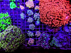A. echinata, LPS, SPS,M.beach bum,Goniopora, Korallen, Ableger,E.hologram,Acropora