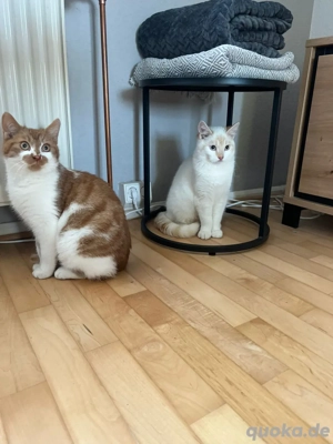 Zwei Brüder suchen ein Zuhause