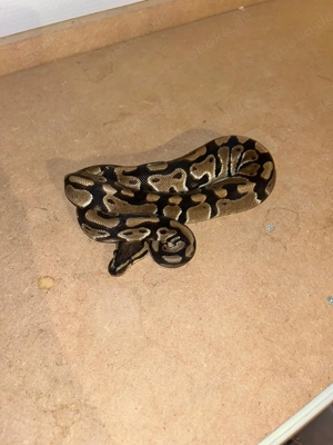 königspython regius clown special piebald axanthik verschiedene abzugeben auf Wunsch mit Terrarium