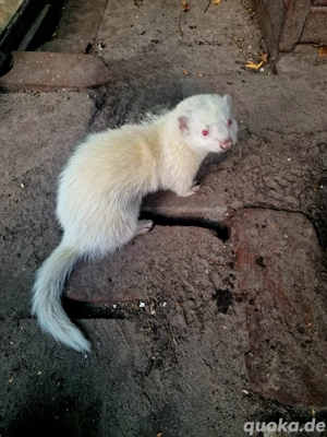 Frettchenrüde Albino 7 Monate