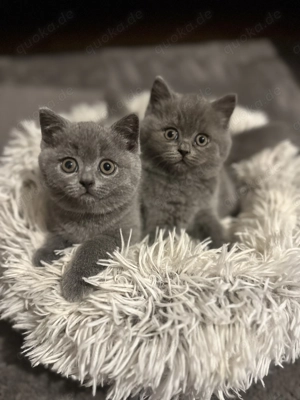   Britisch Kurzhaar Kätzchen   zwei Mädchen suchen ein liebevolles Zuhause  