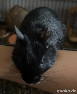 2 Degu Weibchen