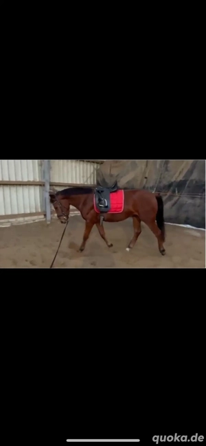 Spanier-Mix Wallach zu verkaufen