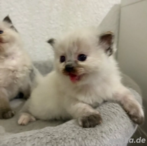 Ragdoll Katzenbabys