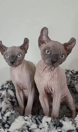 Elfen- Zwerg-Sphynx-Kätzchen suchen ein neues Zuhause.