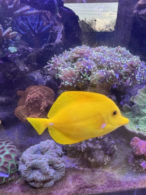 Zebrasoma flavescens, Zitronenflossen-Doktorfisch, Hawaii-Doktor