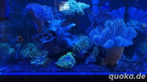 Meerwasser-Aquarium Set   Komplett & Korallenbewachsen