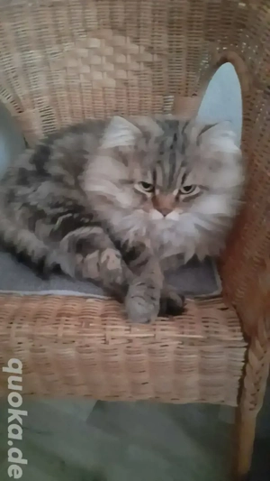 Süsser Liebenswürdiger Perser