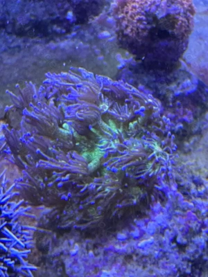 Koralle Goniopora Glitter Bomb