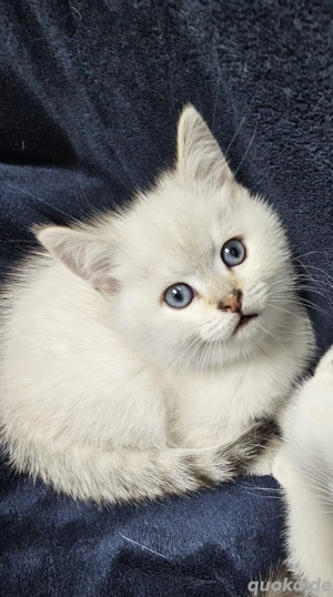 BKH Kitten Junge mit blauen Augen 