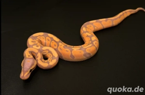 ANGEBOT Verschiedene Königspython abzugeben !!!