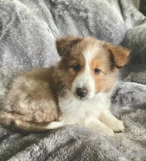 Treue Herzen zur Adoption. Sanfte, liebevolle Welpen suchen ein Zuhause für immer.