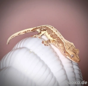 1.0 Kronengecko - red Lilly White - POBU7