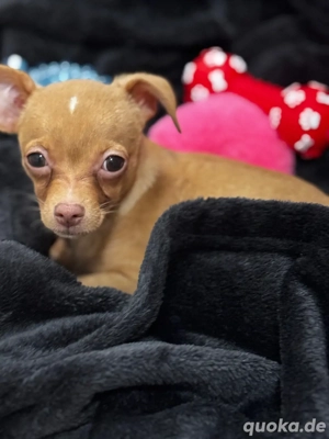 Welpe Russisn Toy Terriar