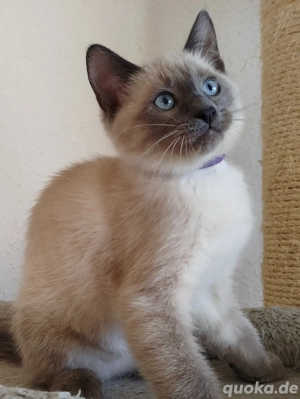 Wunderschöne Siamkatzen Blue Point 