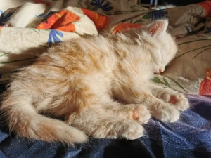 Türkisch Angora MIX 12 Wochen