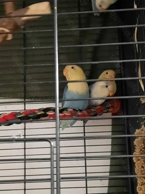 Pfirsichköpfchen Unzertrennliche Agaporniden 1 Männchen Blau-weiß 