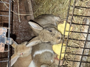 6 Zwergkaninchen +Mama 