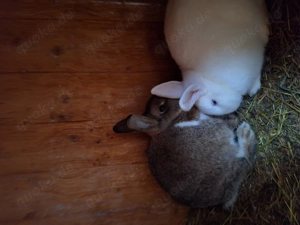 Zwergkaninchen Geschwister 