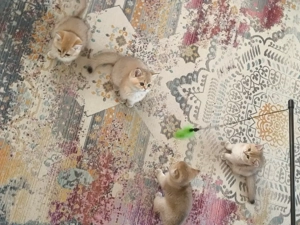 BKH Kitten in Black Golden(mit Stammbaum) zu Weihnachten auszugsbereit!