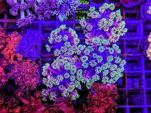 LPS, SPS,Korallen,Ableger,holy grail 24k, golden torch,Euphyllia,NY knicks,M. beach bum. 