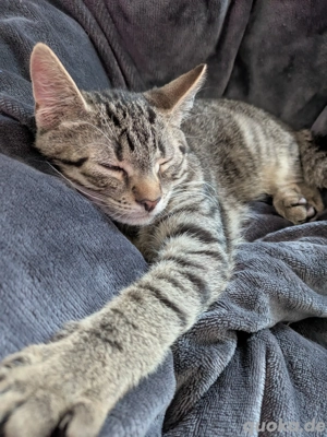 Hallo schön guten Tag es geht um meine Katze 