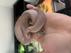 Hakennasennatter Weibchen Superarctic Superconda het Albino 66%ph Axanthic