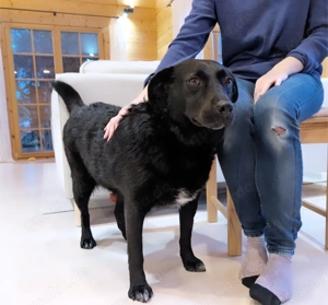 Ganz liebe Anfängerhündin Chanel auf Pflegestelle bei München! 