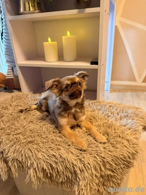 wunderschöner Apfelkopf Chihuahua welpe Rüde 5 Monate 