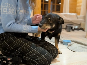 kleiner, süßer Clyde bei München sucht ein Zuhause! :)