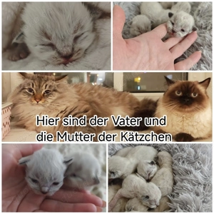  Reservierung für Kätzchen aus einem wunderbaren Paar Neva-Masquerade-Katzen 