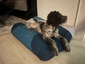 Spielerischer Lagotto Welpe Max sucht liebevolle Familie