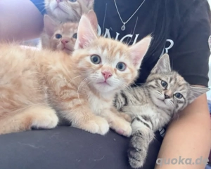 Fellnasen mix suchen eltern Babykatzen