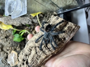 Vogelspinne Avicularia Metallica Weibchen