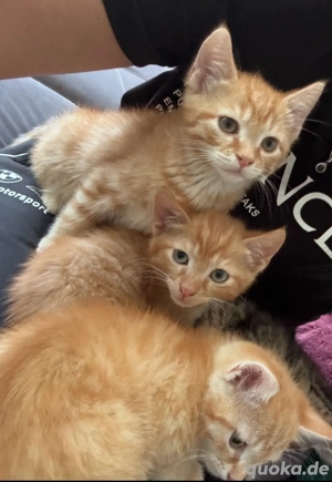 Fellnasen Mix suchen Eltern Babykatze