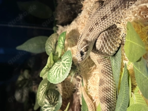 Arctic Conda 50%ph Toffeeglow Hakennasennatter Weibchen