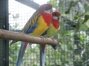 Prachtrosella männl. 