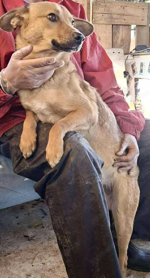 Linus   junger Rüde sucht ein geduldiges und liebevolles Zuhause Bild 7