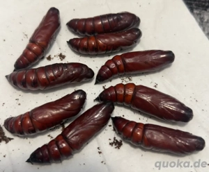 Totenkopfschwärmer (Acherontia Atropos) - Kokons 