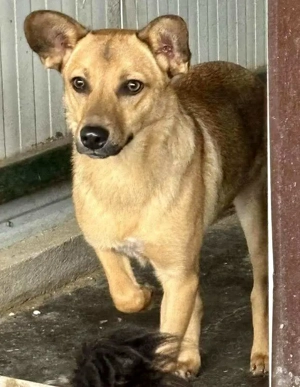 Linus   junger Rüde sucht ein geduldiges und liebevolles Zuhause Bild 4