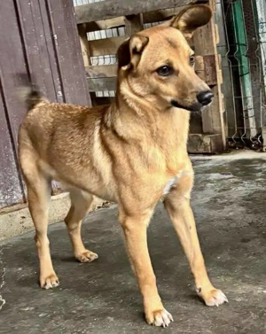 Linus   junger Rüde sucht ein geduldiges und liebevolles Zuhause Bild 2