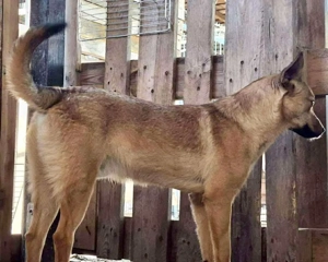 Linus   junger Rüde sucht ein geduldiges und liebevolles Zuhause Bild 3