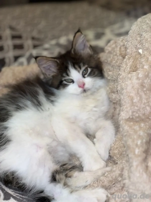 Reinrassiges Maine Coon Kitten