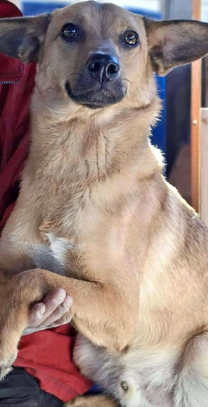 Linus   junger Rüde sucht ein geduldiges und liebevolles Zuhause Bild 8