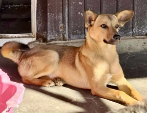 Linus   junger Rüde sucht ein geduldiges und liebevolles Zuhause